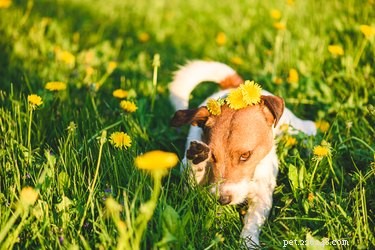 アレルギーのために犬にアレグラを与えることはできますか？ 
