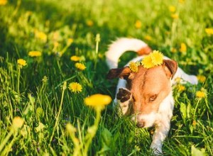 Posso dar Allegra ao meu cachorro para alergias?