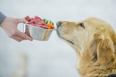 Quais vegetais são saudáveis ​​para os cães comerem? 