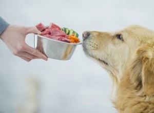 Jakou zeleninu mohou psi jíst?
