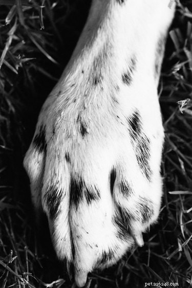 Poranění prstů u psů