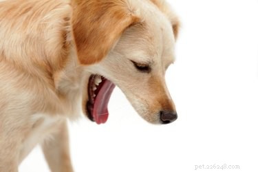 Почему собаки болеют каждое утро? 