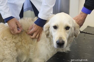 Waarom krijgen honden een injectie tegen hondsdolheid?