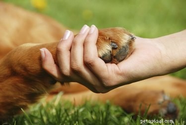 犬の狼爪の世話をする方法 