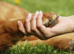 Como cuidar de uma garra de orvalho de cães