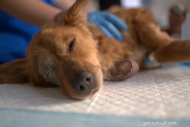 Primeiros socorros caninos para sangramento retal em cães