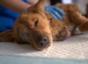 Primeiros socorros caninos para sangramento retal em cães