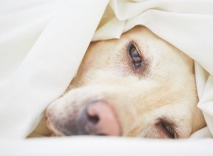 Médicament pour empêcher un chien de vomir