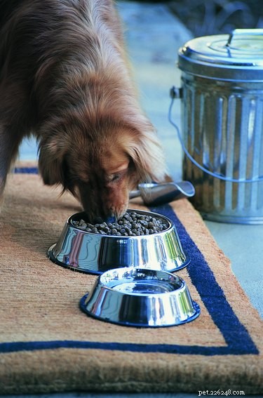 Hur snabbt smälter hundar mat?