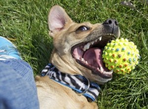 成犬が歯を失うのはなぜですか？ 