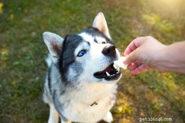 成犬が歯を失うのはなぜですか？ 