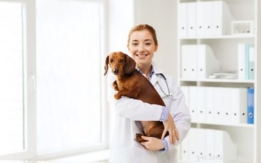 A cosa serve il farmaco Torbutrol nei cani?