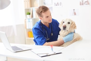 Vad används läkemedlet Torbutrol för hos hundar?