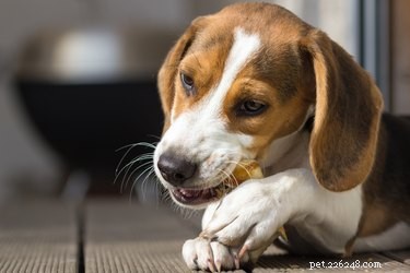 Os Bastões de Bully são seguros para cachorros?