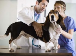개에게 종양, 낭종 또는 암이 있는지 확인하는 방법