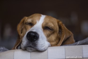 Naturliga lugnande medel för hundar