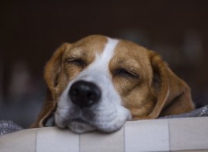 Přírodní sedativa pro psy