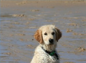 Sobre tumores mesenquimais em cães