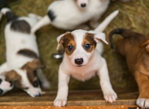 犬はどのくらいの頻度でごみを飼うことができますか？ 