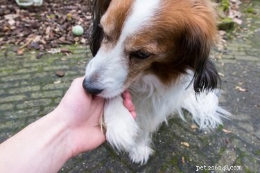 Waarom likken honden constant aan hun poten?