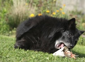 Quanto óleo de peixe ômega-3 é seguro para cães?