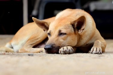 Behandling av en staphinfektion hos hundar
