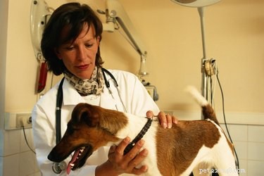 Domácí léky na tukové nádory u psů