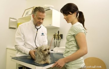Remédios caseiros para tumores gordurosos em cães