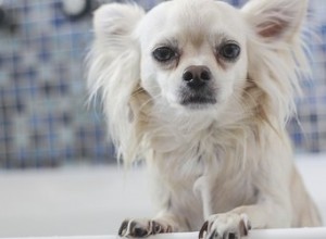 犬の尿中の血液 