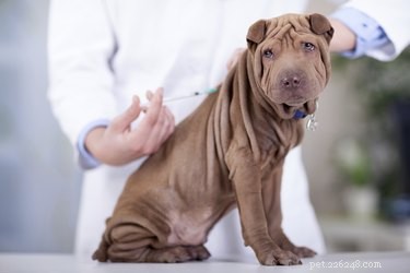 Wanneer moeten puppy s hun eerste injecties krijgen?