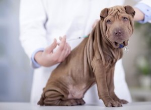 Quand les chiots doivent-ils recevoir leurs premiers vaccins ?