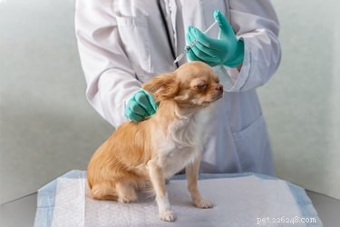 Когда щенкам делать первые прививки?