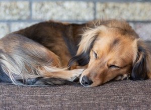 Comment prendre soin d un chien après la stérilisation