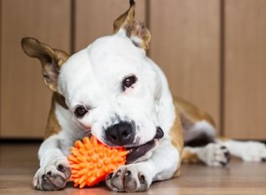 O que devo fazer se meu cachorro engolir um brinquedo?