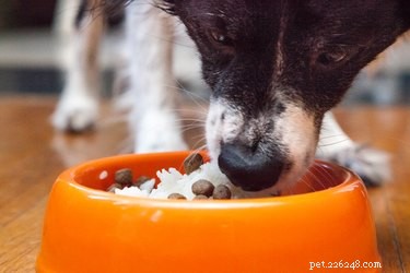 Gekookte rijst gebruiken om diarree bij honden te stoppen