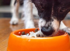 犬の下痢を止めるためにご飯を使う方法 