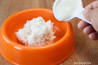 Come usare il riso bollito per fermare la diarrea nei cani