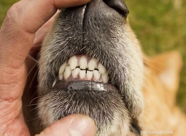 Perché i cani digrignano i denti?