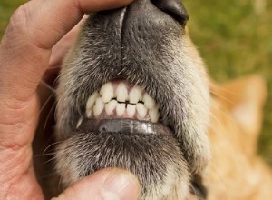 Proč si psi brousí zuby?