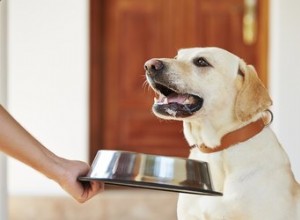 Sobre levedura de cerveja para cães