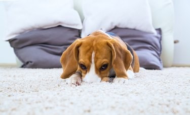 Huismiddel voor vaginitis bij honden