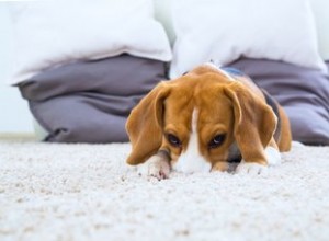 Remédio caseiro para vaginite canina