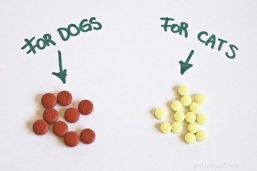 Na co se Albon léky pro psy používají?
