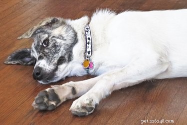 Vad används Albon-medicin för hundar till?
