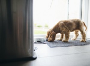 O que fazer se um cachorro comer ibuprofeno