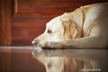 Sinais e sintomas de infecção da bexiga em um cão