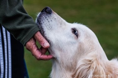 Problémy s dýcháním u starých psů