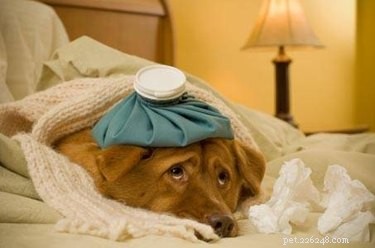 Kun je honden Ibuprofen geven voor gewrichtspijn in heupen?