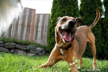 Kun je honden Ibuprofen geven voor gewrichtspijn in heupen?