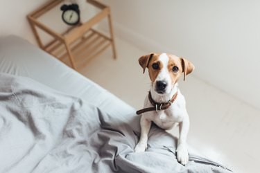 Hur man desinficerar ett hem efter att din hund har fått parvo